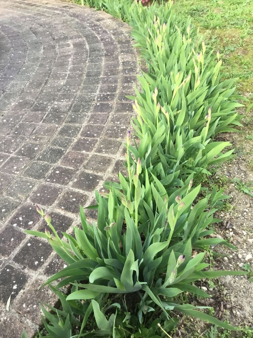 Iris Violets en Floraison,&agrave; venir voir et choisir sur place Jardin
