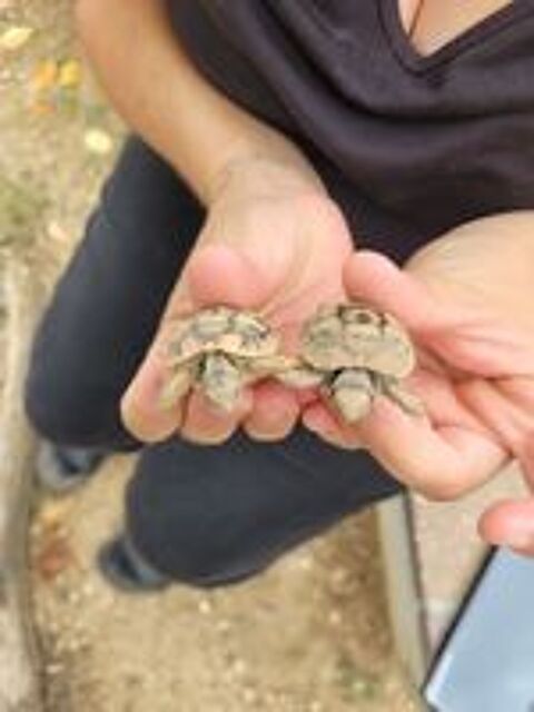   Bébés tortues de terre d'août 2026
