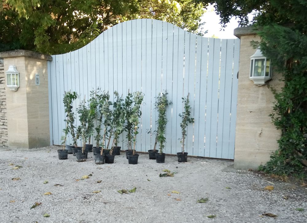 Feijoa 'Goyavier du Br&eacute;sil' en container Jardin