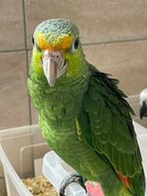   Perroquet amazone EAM  