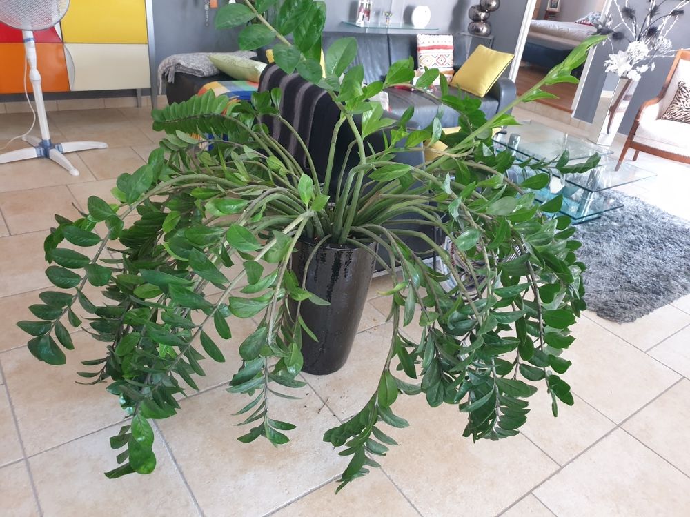 PLANTE Décoration