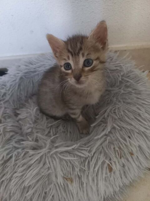 Chat BIANCA &agrave; la r&eacute;servation 120 26330 Châteauneuf-de-galaure