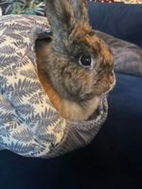   Lapin nain  