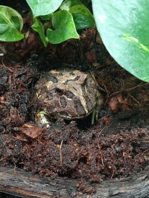 grenouille ceratophrys femelle Chézery-Forens (01)