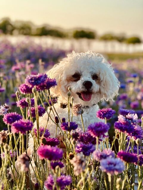 SAILLIE BICHON MALTAIS 49260 Le coudray-macouard