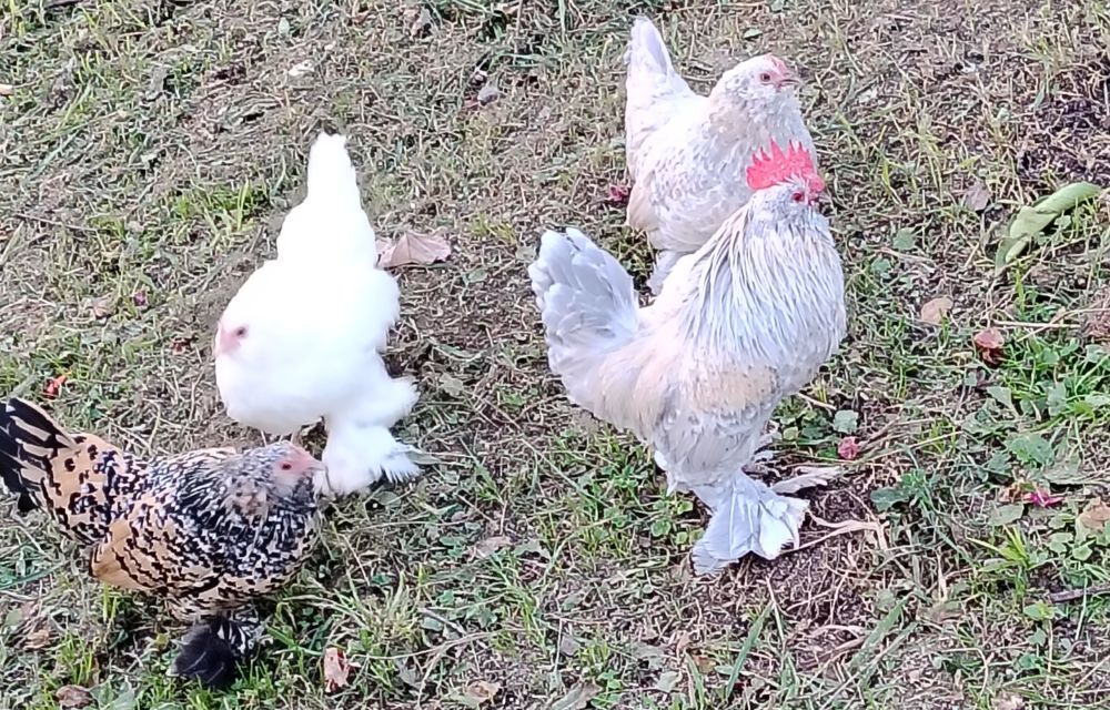   A réserver poussins Barbus d'Uccle. Plusieurs coloris ( 06) 