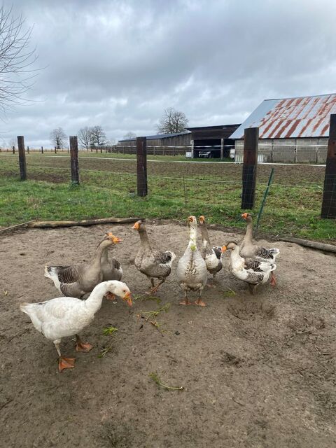 8 oies adultes 50 27450 Saint-georges-du-vi�vre