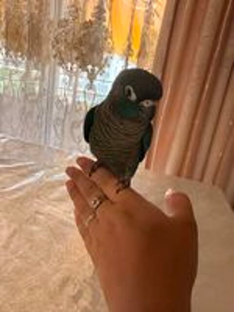   Conure EAM  
