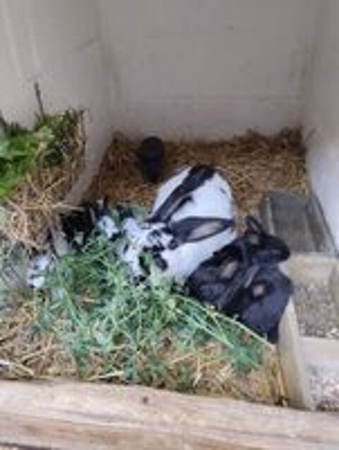   Lapins de ferme  