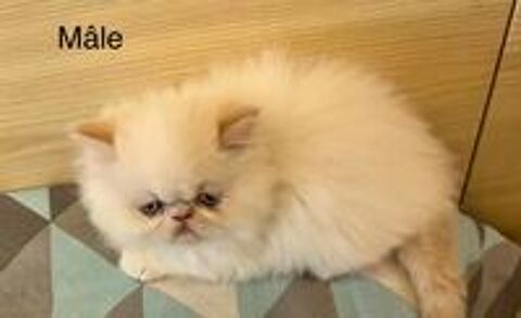   Chatons persans  