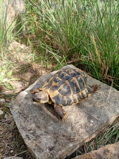 Tortues mà¢les 100 83136 Rocbaron