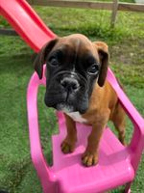   Boxer chiot 6 mois  