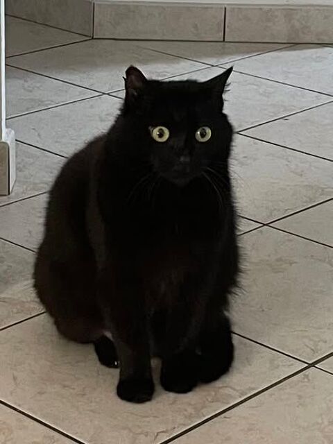 Chat BILLY à l adoption 200 26000 Valence