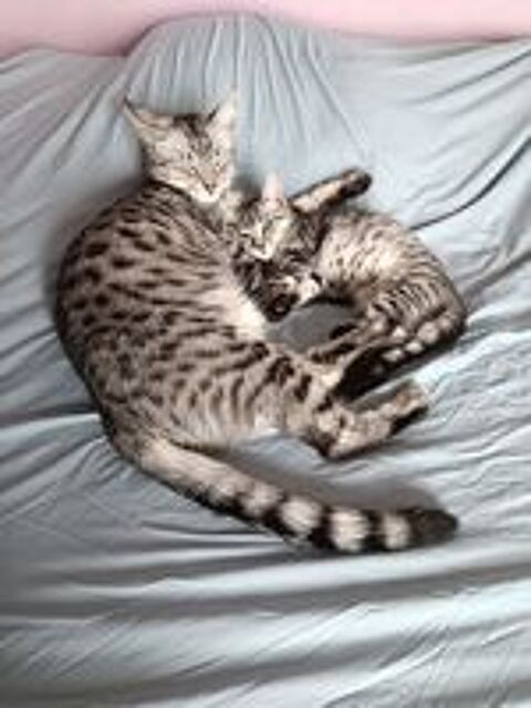   Adorables 4 chatons x race MAU EGYPTIEN sociables JARDIN indispensable 