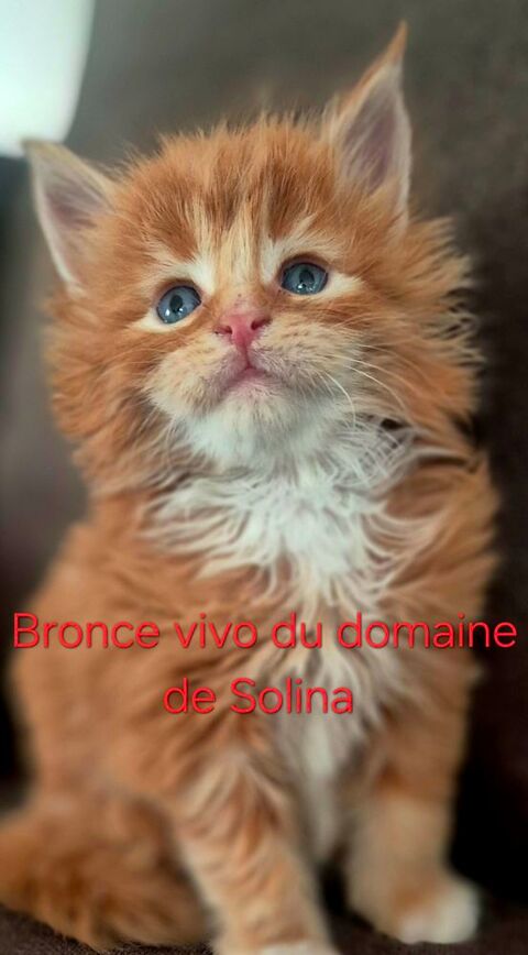 Magnifique chatons Maine Coon LOOF 1300 44350 Gu�rande