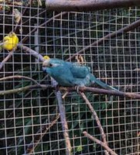   kakarikis bleu bagués 2026 
