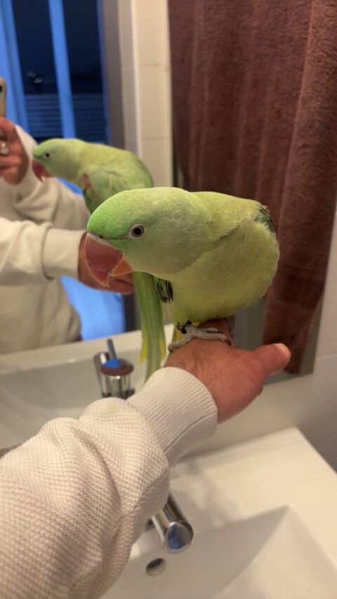 Grand alexandre 450 69540 Irigny