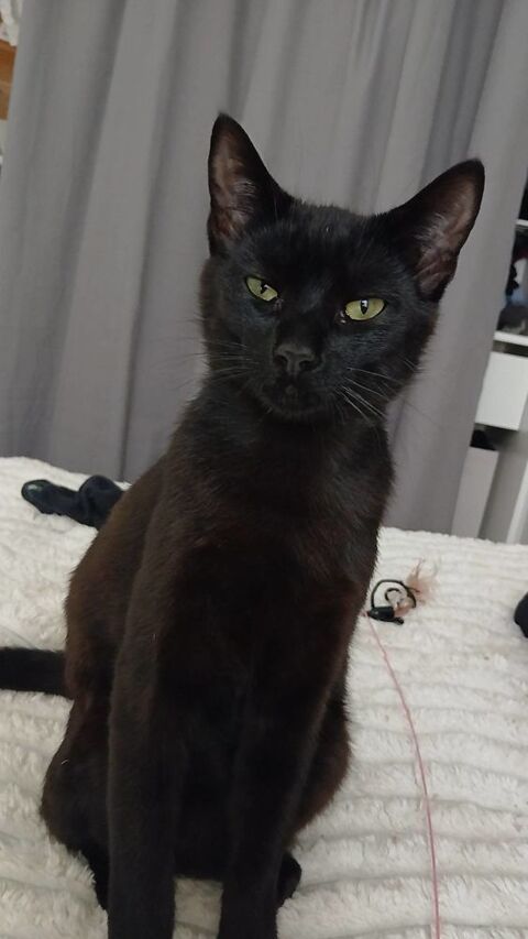 Moorea 220 44000 Nantes