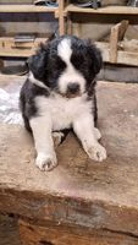   2 chiots croisés berger australien border collie 