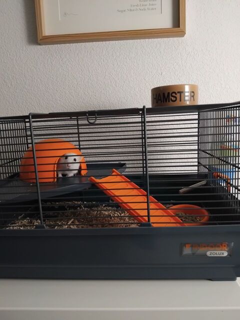 Cage offre hamster  20 13111 Coudoux