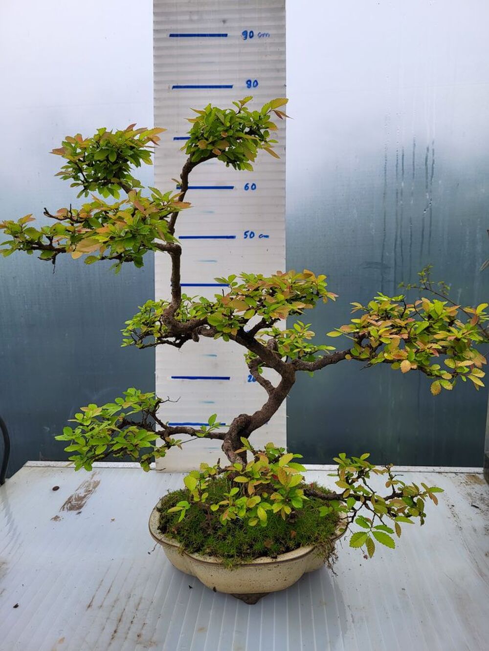 Bonsa&iuml; Ormes de chine Jardin