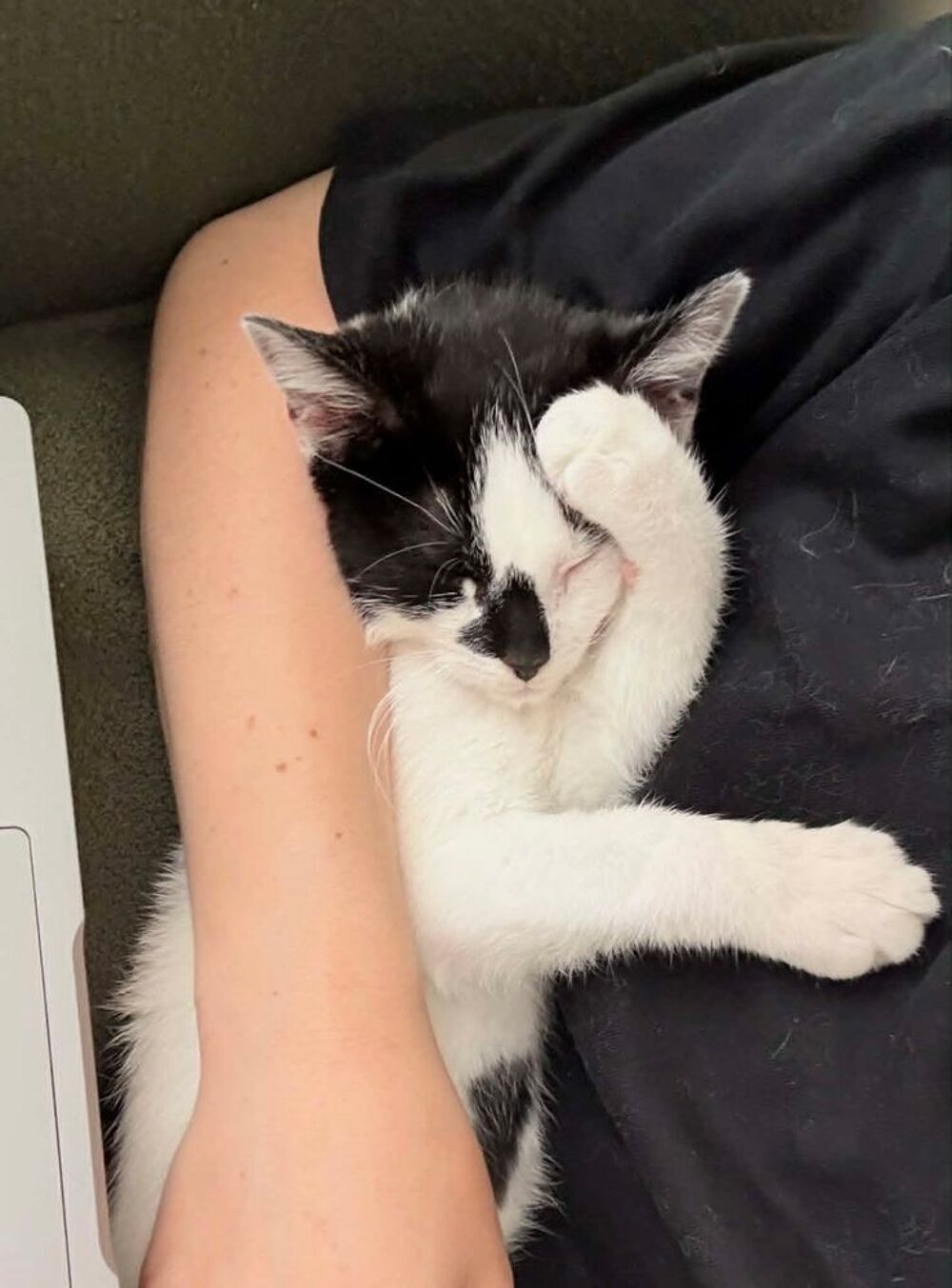   LOEWE une chatonne câline et proche de vous. 