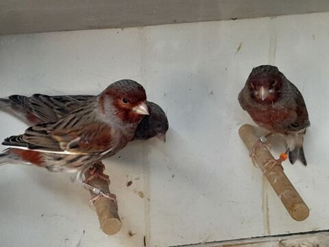 MALES CANARIS BRONZE ET ARLEQUINS 2025 20 95170 Deuil-la-barre