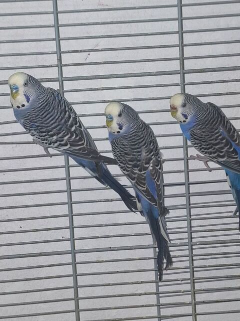 Perruches ondul&eacute;e 5 76210 Bolbec