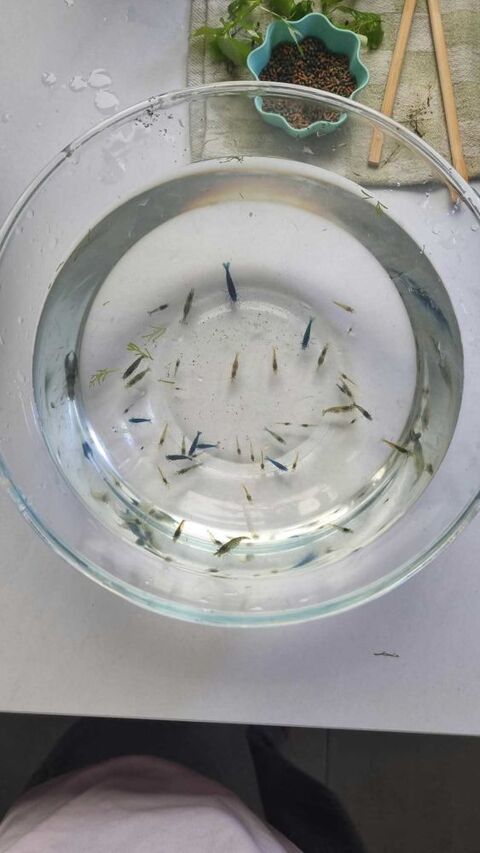 crevettes d'aquarium 0 91720 Prunay-sur-essonne