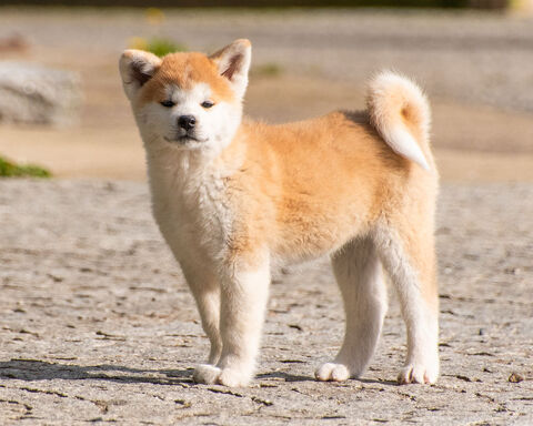 Chiots femelles Akita inu LOF 2 mois 1000 14400 Bayeux