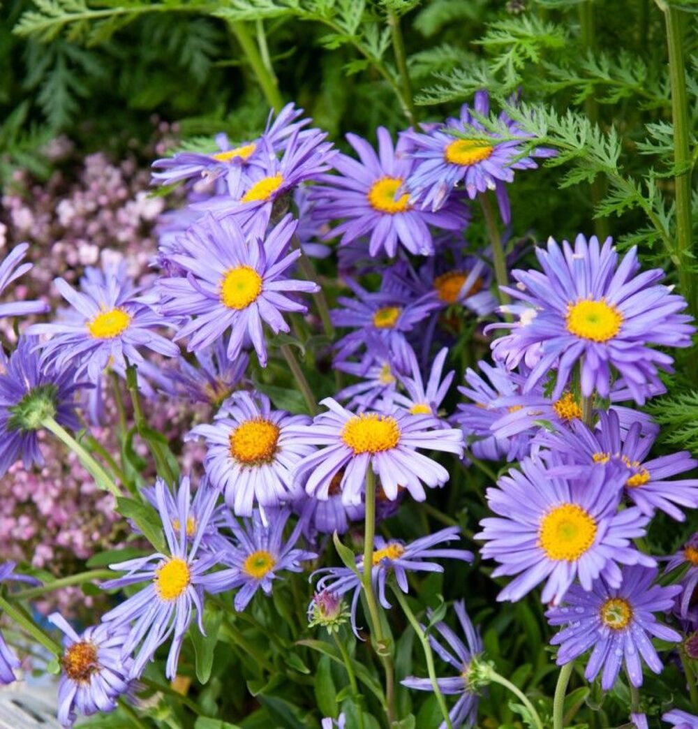 Aster nain Jardin