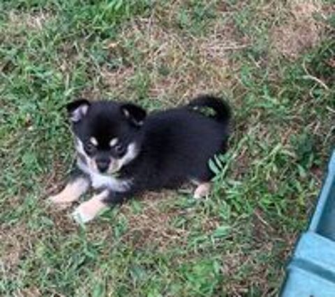   Superbes chiots Pomchi 