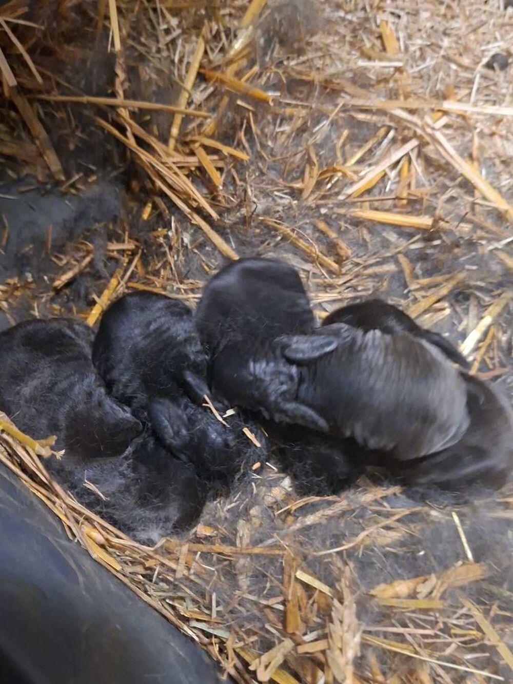 lapin nain b&eacute;lier Jardin