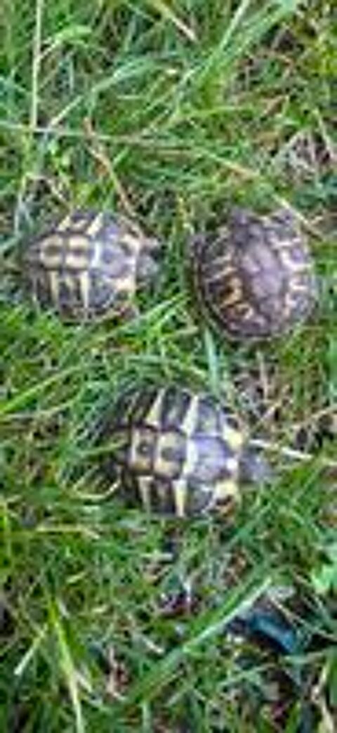  Bébés tortue 