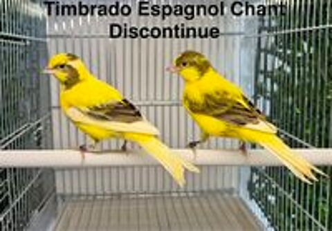   Très Belle Sélection De Canari De Chant, Couleur, Posture 26 