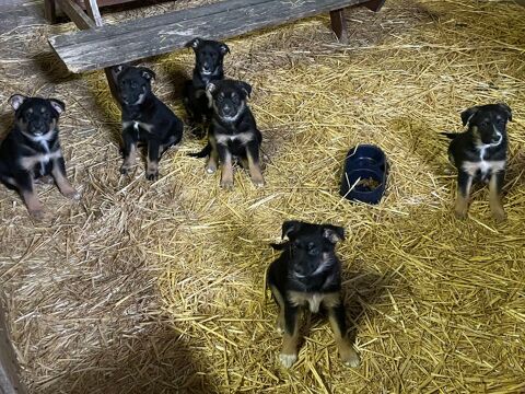 Chiots Crois&eacute;s Berger Australien x Beauceron 400 53440 La chapelle-au-riboul