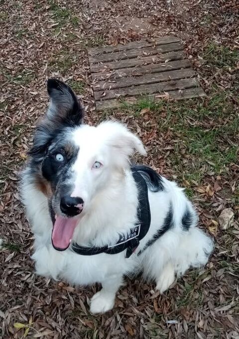 Chien LOLA à l adoption 300 07400 Alba-la-romaine