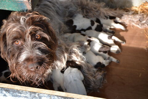 A r&eacute;server chiots Griffon Korthals
650 85670 Falleron