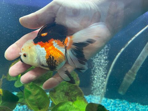 Poisson Oranda haute qualité 
80 94440 Villecresnes