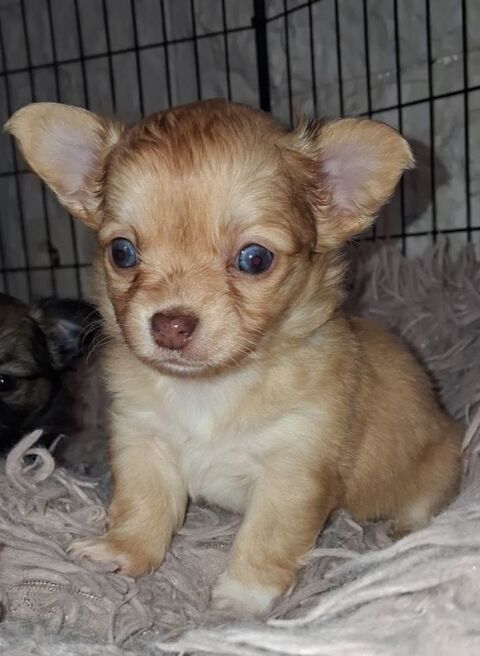 Chihuahuas a poils longs 900 13780 Cuges-les-pins