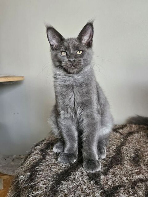 Chaton maine coon Loof femelle 1500 77640 Jouarre