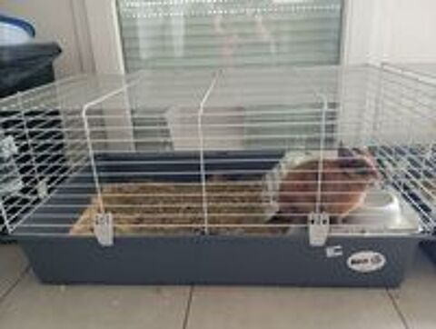   Vente de cage et lapine  