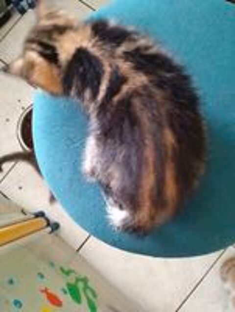   donne  petite femelle chatonne  