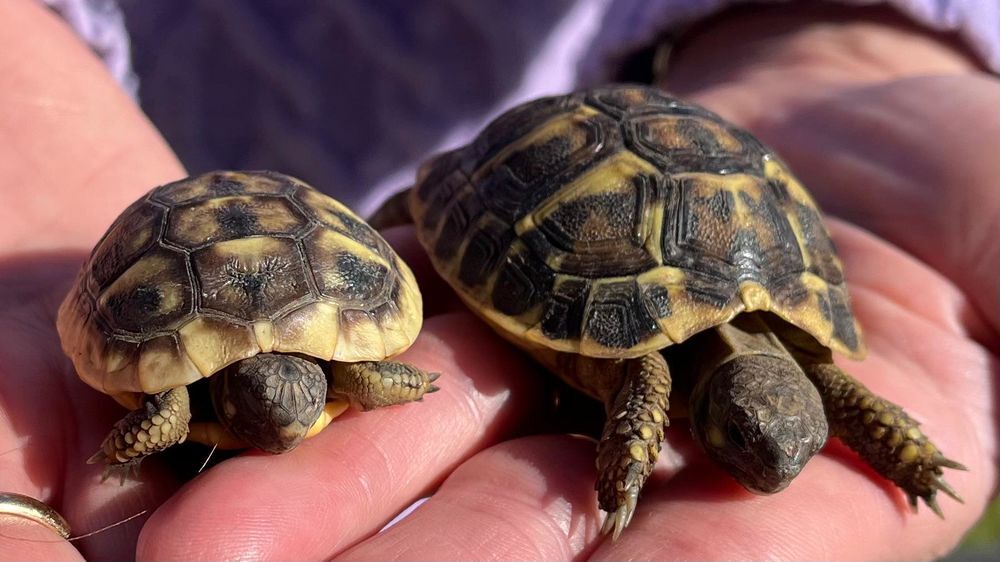   Tortues de terre 