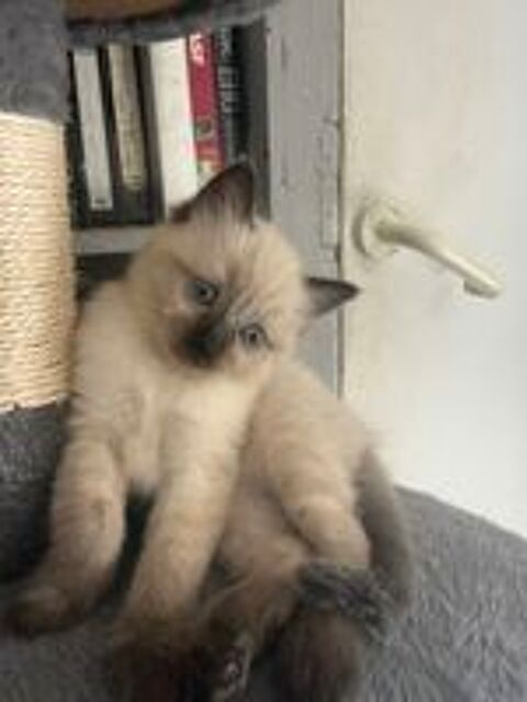   Magnifique chaton ragdoll 
