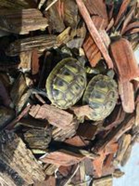   Bébés tortues 