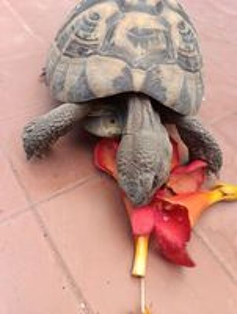   Tortue mâle 20ans 