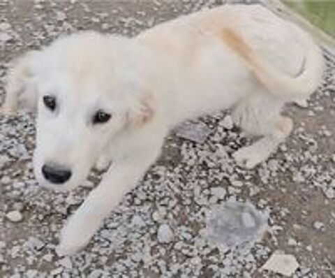   Donne chiots golden retriever  