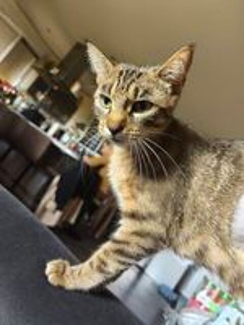   Chat CANNELLE � l adoption 