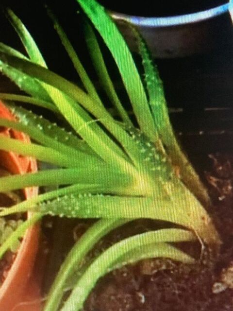 aloe vera 3e 3 Maisons-Alfort (94)